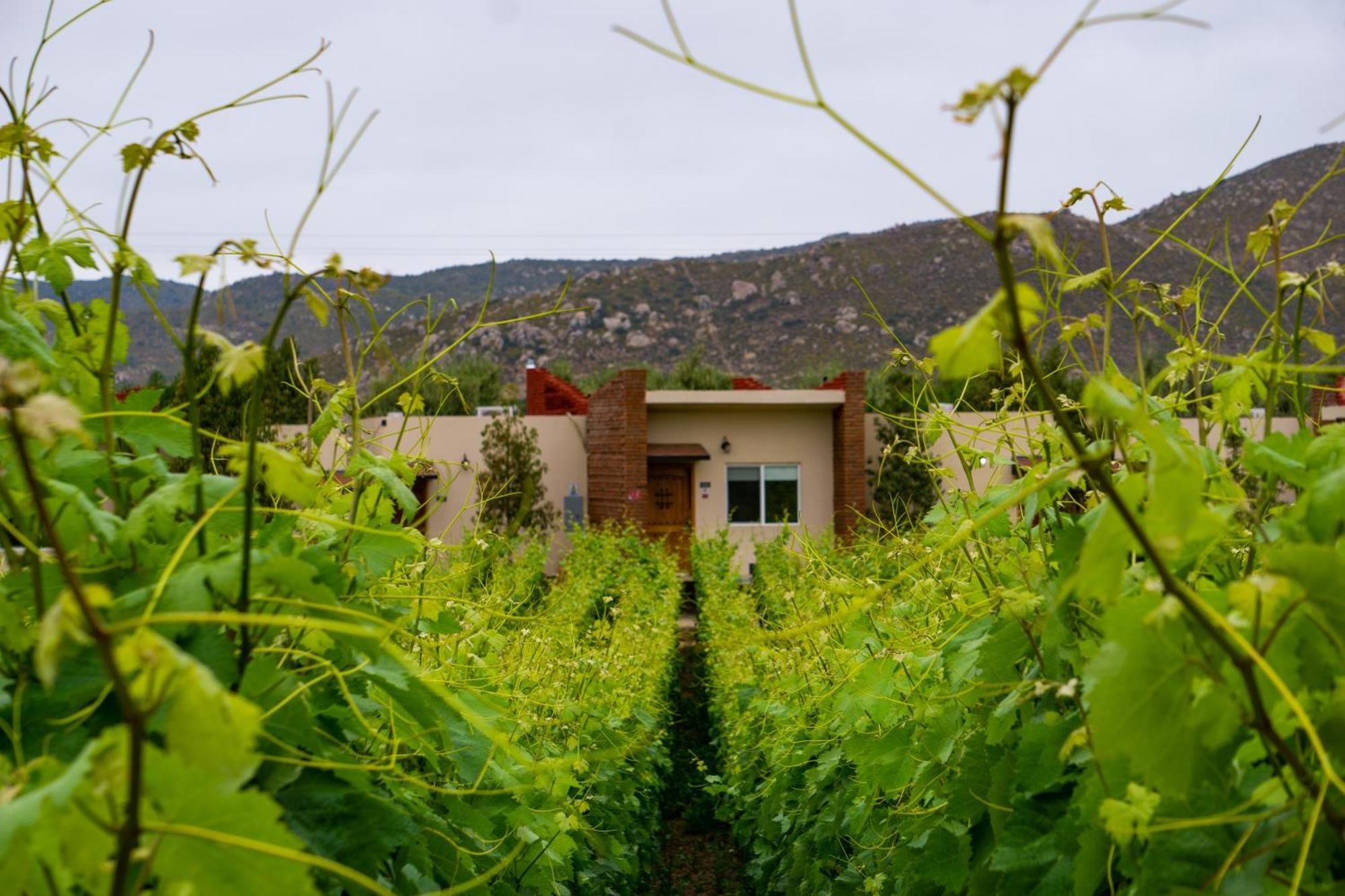 Ojo Azul Resort Valle de Guadalupe Exterior photo